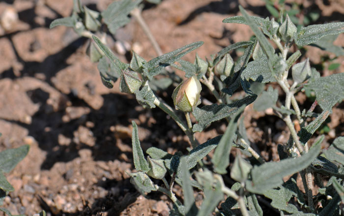 Malvella sagittifolia, Arrowleaf Mallow